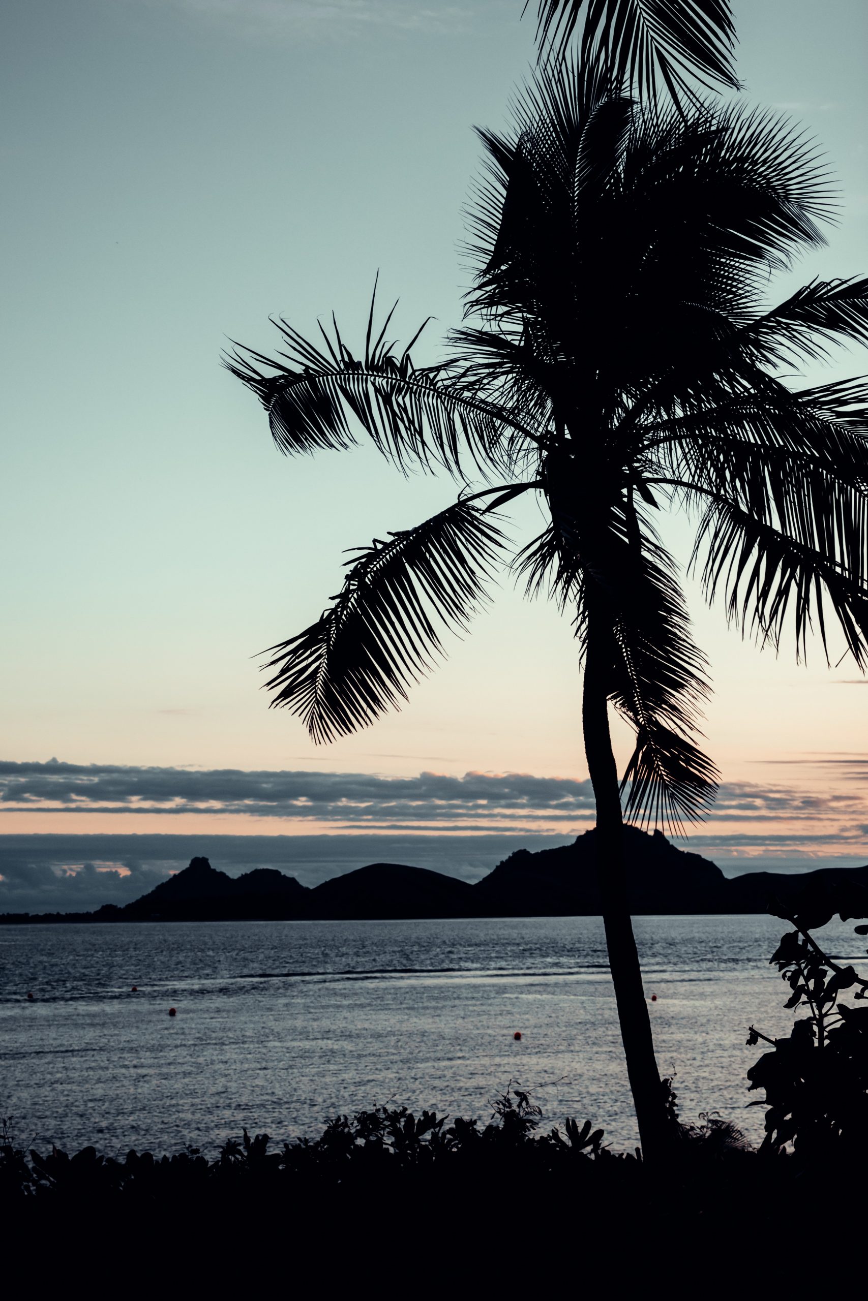 palm tree silhouette on an island in fiji during sunset