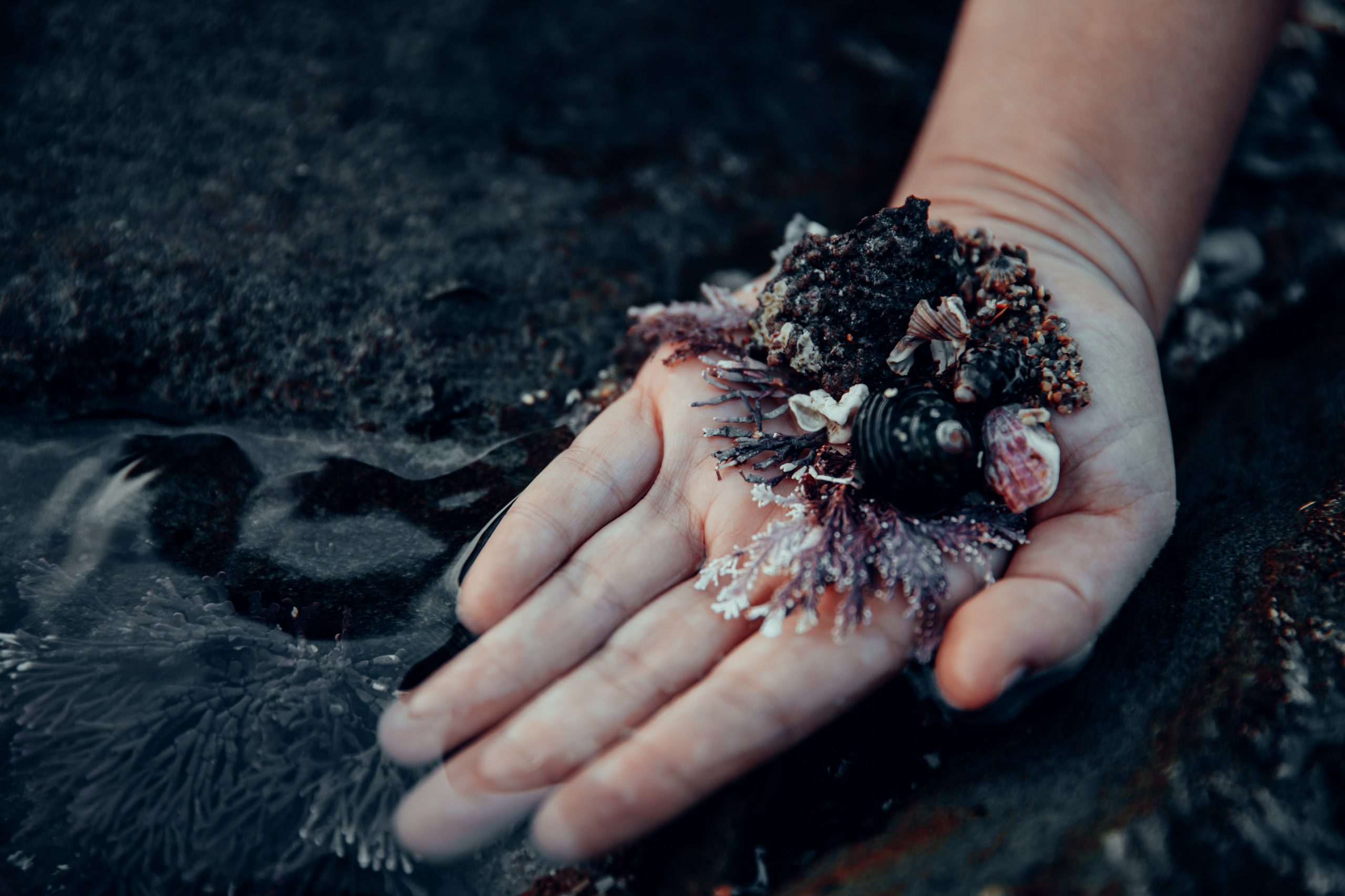 hand showing seaweed