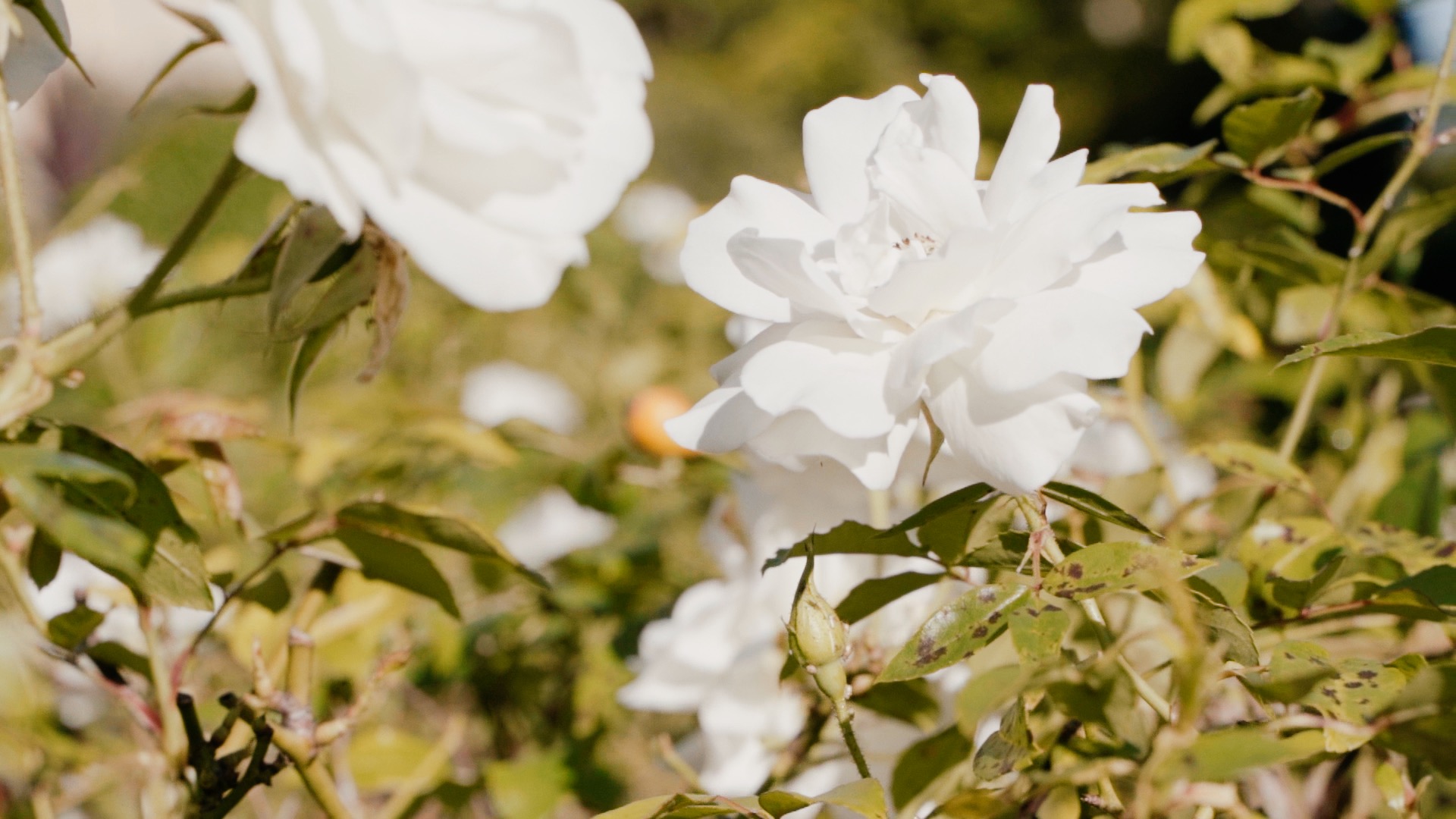 Ashley & Daniel's Wedding at Curzon Hall Sydney